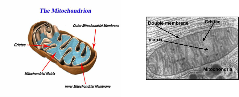 What do cristae do for mitochondria?