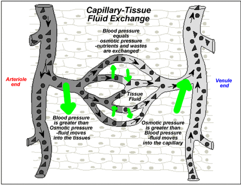 Capillary Tissue-Fluid Exchange - Biology 12: PLO