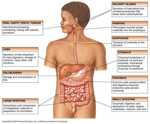 The Digestive Tract Of Digestion